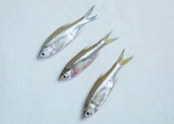 Buy Fresh Fish Online - Dhaka Delivery | Fish Carnival